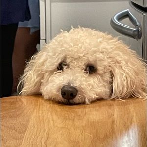 Meet your Posher, Eil